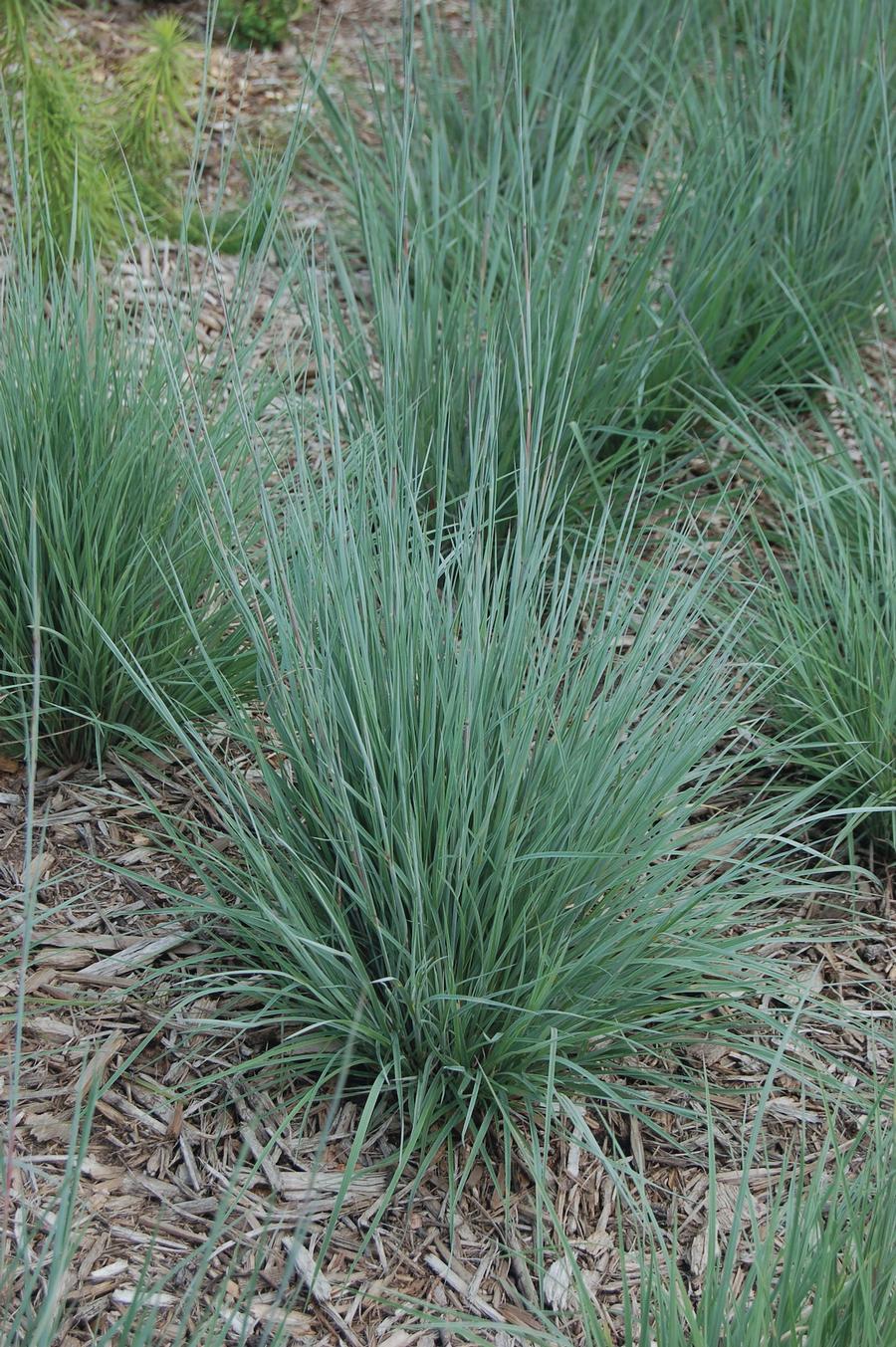 Schizachyrium scoparium