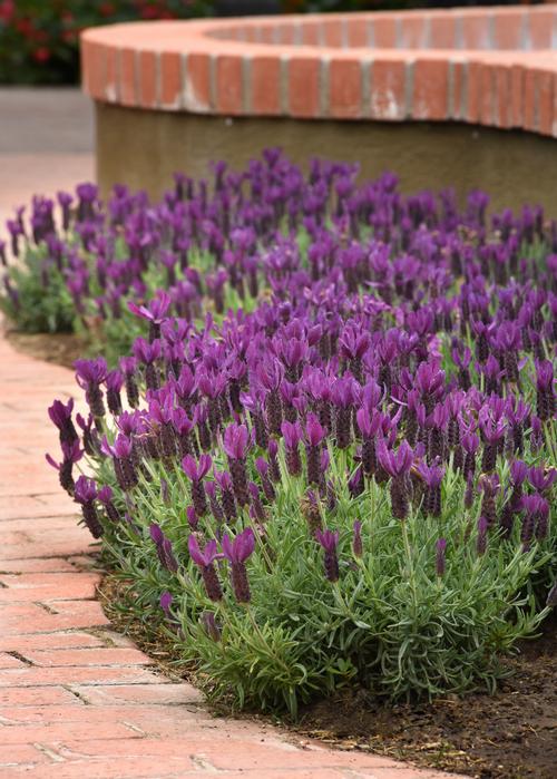 Lavandula stoechas 'Primavera'