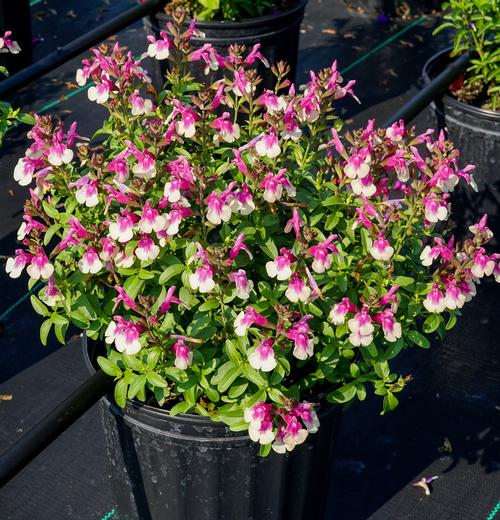 Salvia greggii 'Mirage™ Rose Bicolor'