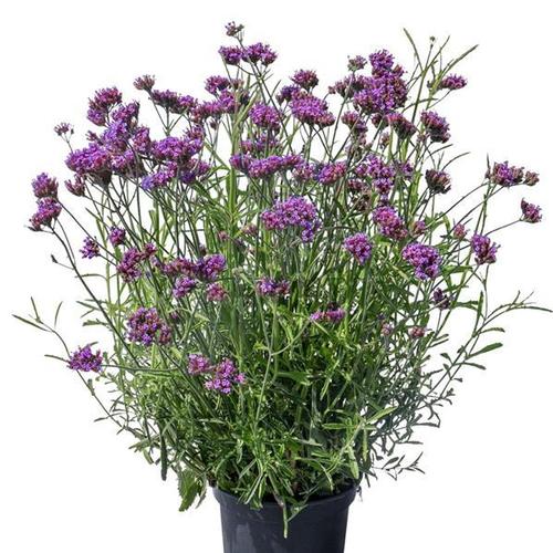 Verbena bonariensis 'Vanity'