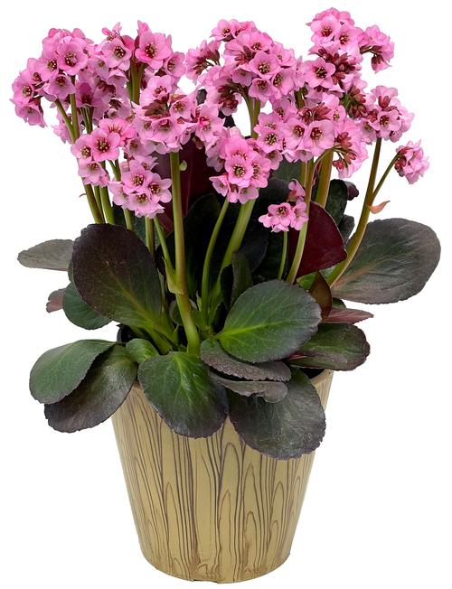 Bergenia 'VINTAGE™ Blush'