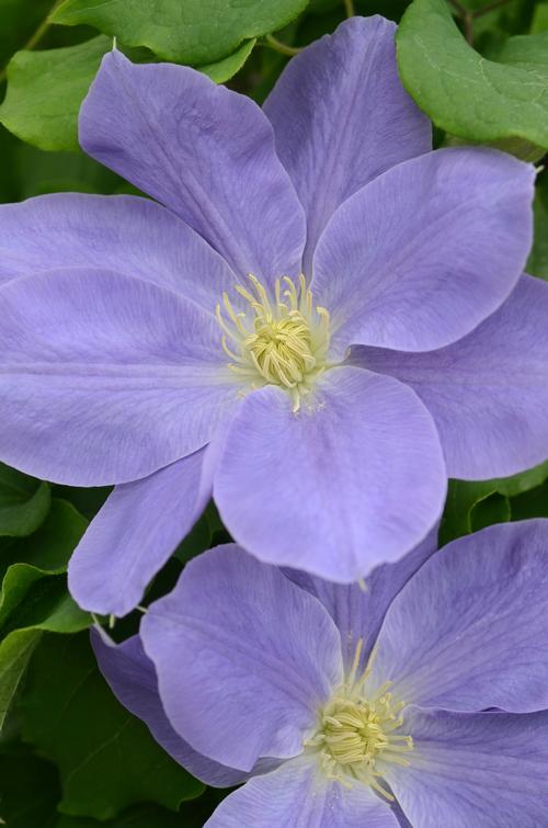 Clematis 'Diana's Delight™'