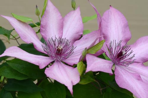 Clematis 'Giselle'