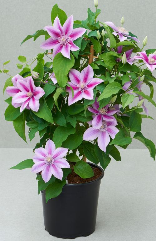 Clematis 'Poseidon™'