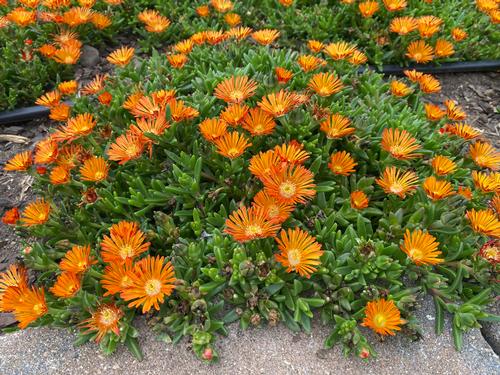 Delosperma 'Ocean Sunset™ Orange Vibe'