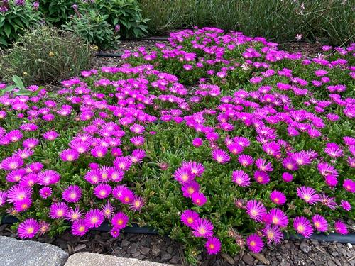 Delosperma 'Ocean Sunset™ Violet'