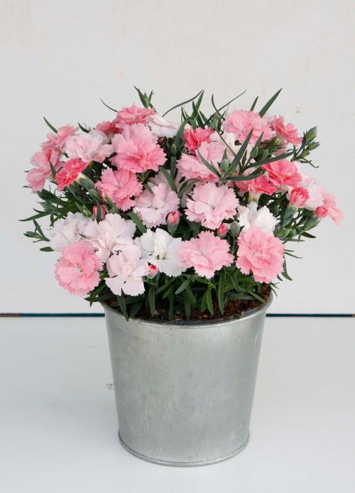 Dianthus 'Everlast™ Pink to White'