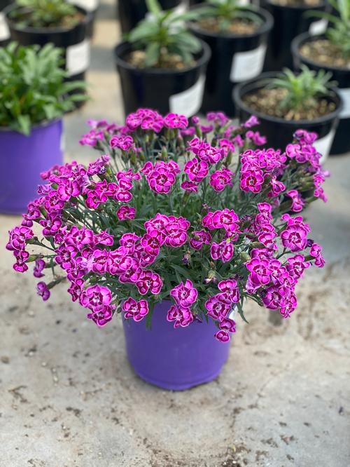Dianthus 'Everlast™ Violet Blue'