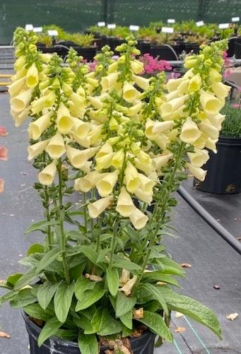 Digitalis hybrida 'Arctic Fox™ Lemon Cream'