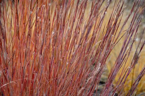 Schizachyrium scoparium 'Blaze'