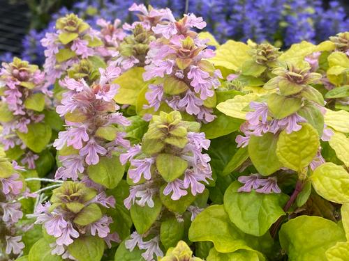 Ajuga 'Feathered Friends™ Flashy Flamingo'