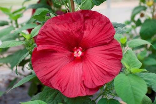 Hibiscus 'Honeymoon™ Deep Red'