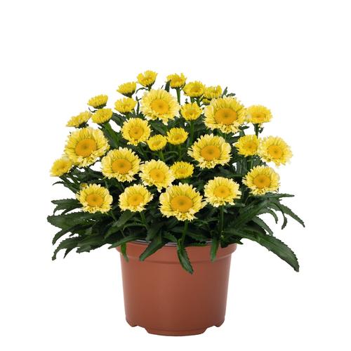 Leucanthemum maximum 'Sweet Daisy® Izabel'