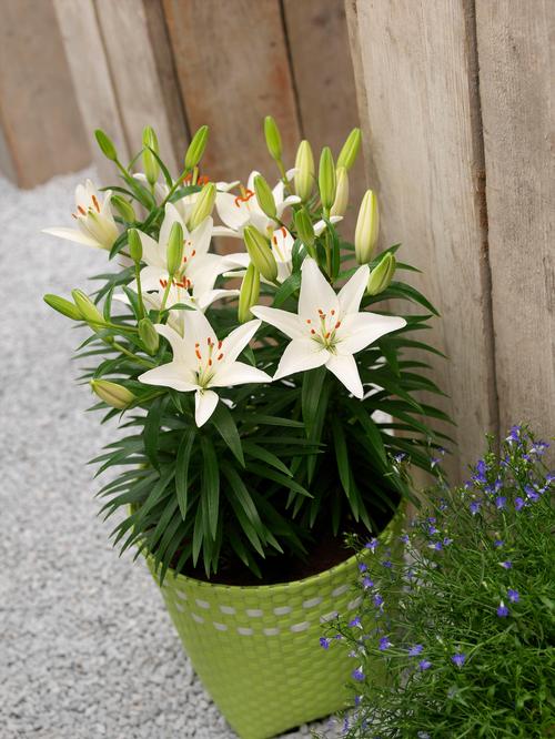 Lilium - Asiatic Pot Lily 'Sparkling White'