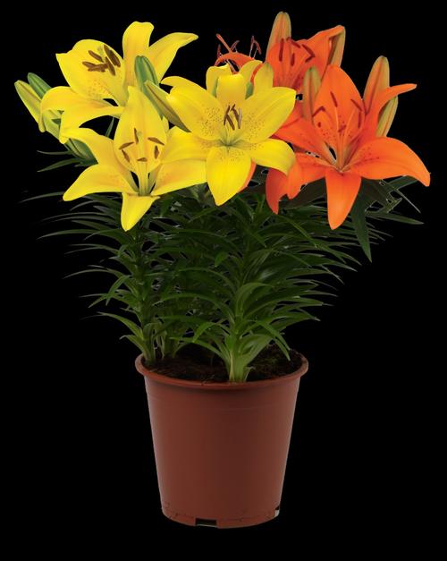 Lilium - Asiatic Pot Lily Looks™ 'Bloom Fusion Oriole'