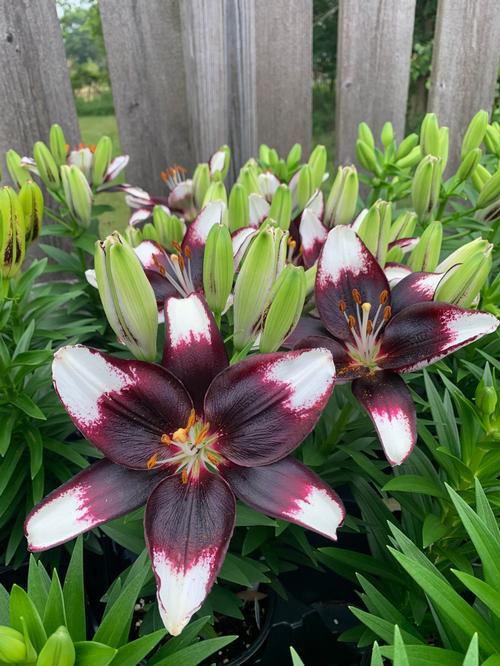 Lilium - Asiatic Pot Lily Looks™ 'Tiny Halo Eclipse'