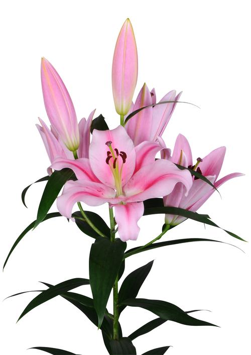Lilium - OT Hybrid Lily 'Frontera'