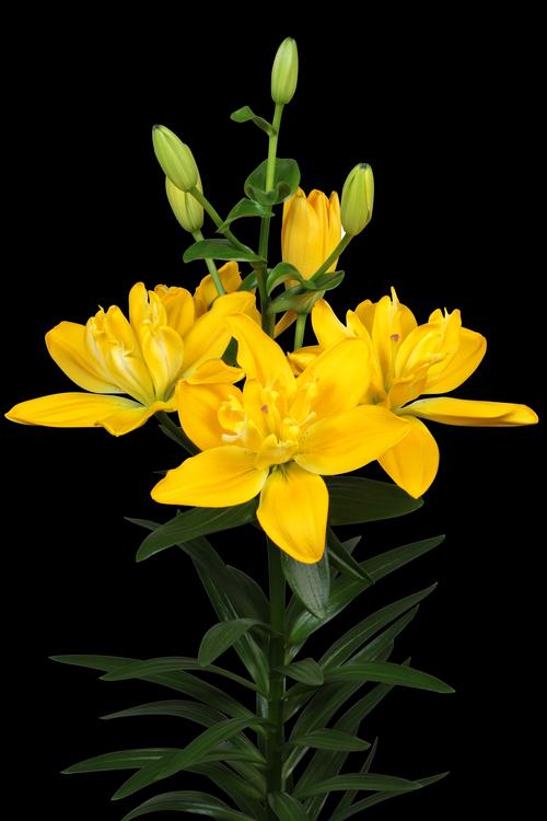 Lilium - LA Hybrid Lily 'Beverly Gold'