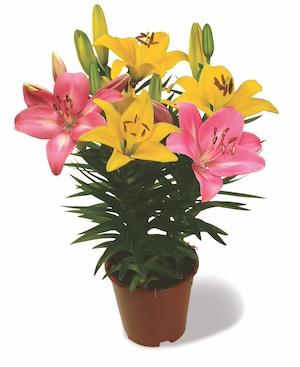 Lilium - LA Hybrid Lily 'Summer Eclipse® Combo'