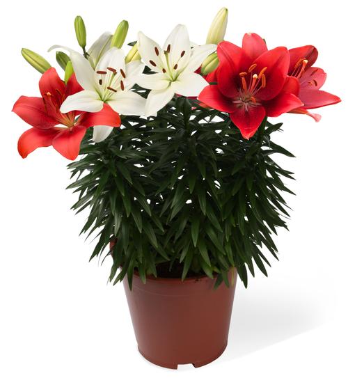 Lilium - LA Hybrid Lily 'Summer Solstice® Combo'