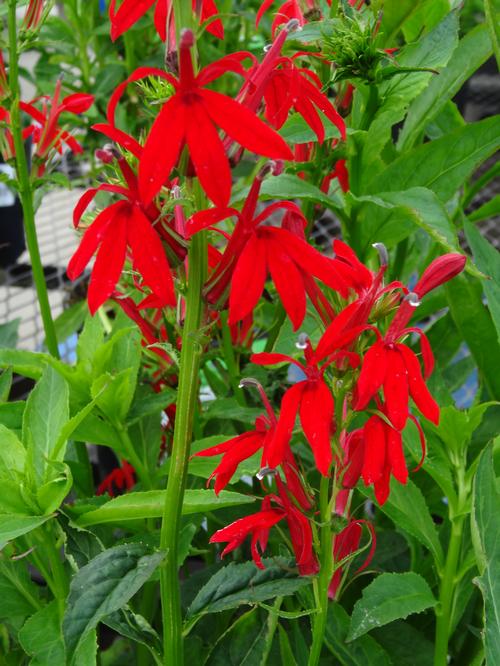 Lobelia cardinalis