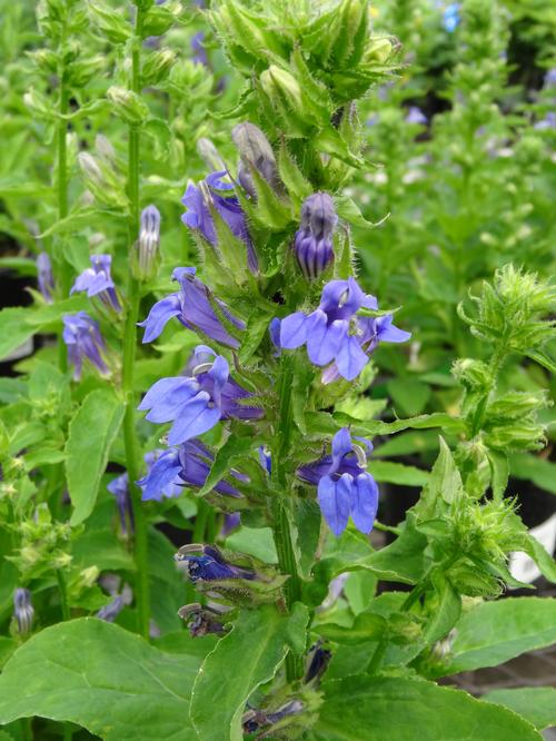 Lobelia siphilitica 'Great Blue'