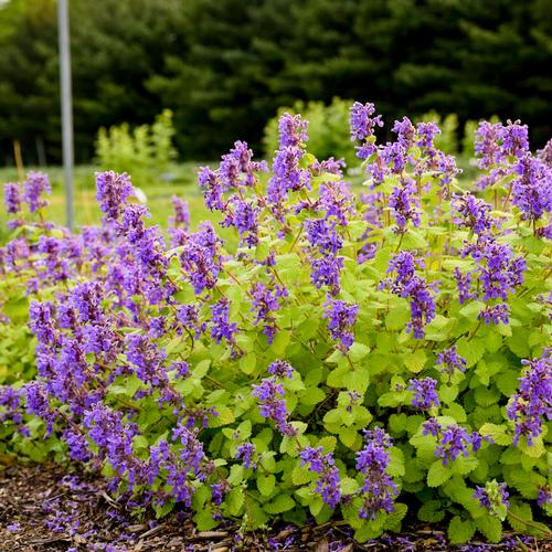 Nepeta 'Chartreuse on the Loose'