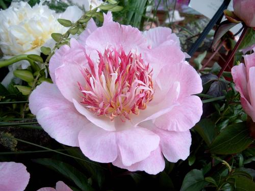 Peony 'Do Tell'