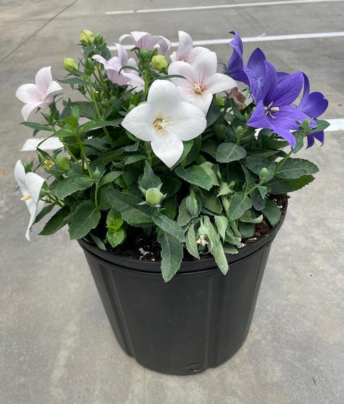 Platycodon grandiflorus 'Pop Star™ Tri-color'