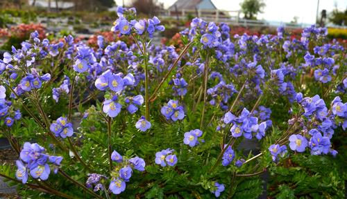 Polemonium Hurricane Ridge