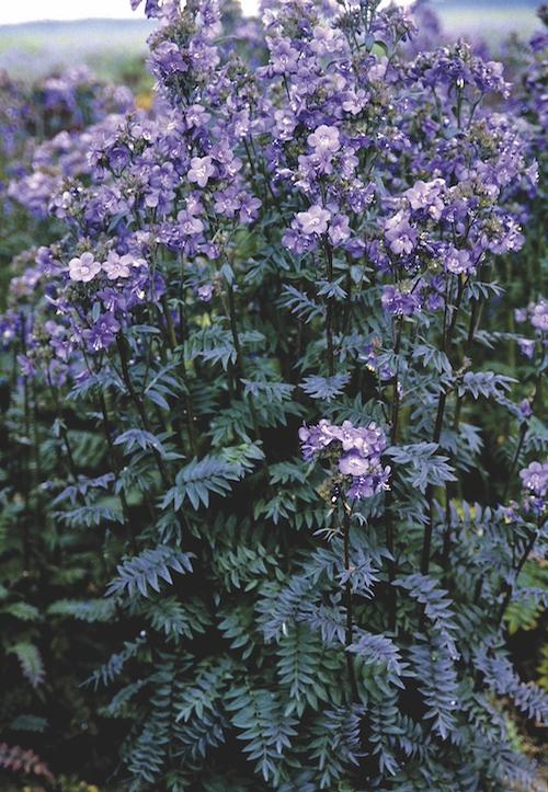 Polemonium yezoense 'Purple Rain Strain'