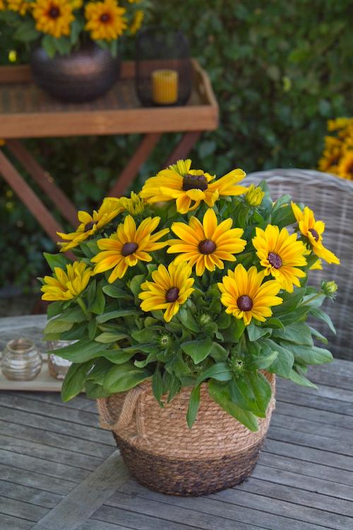 Rudbeckia hirta 'Sunbeckia® Maya'
