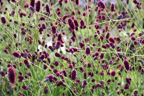 Sanguisorba x 'Plum Drops'