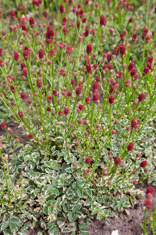 Sanguisorba officinalis var. microcephala 'Little Angel'