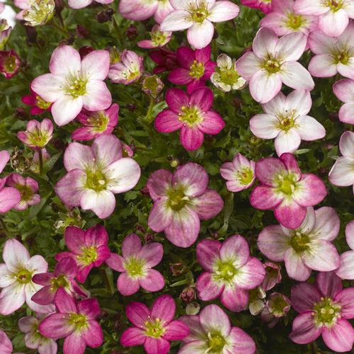 Saxifraga 'Lofty™ Pink Shades'