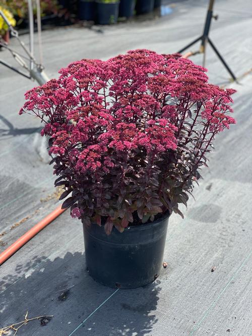 Sedum Tall Upright Clumping 'NOVA® Cherry Fizz'