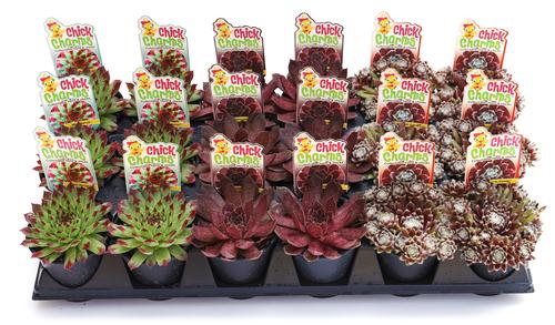 Sempervivum Chick Charms® 'Parfait Perfection'