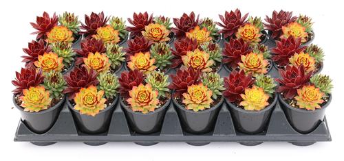 Sempervivum Chick Charms® 'Trio Strawberry Sunrise™'