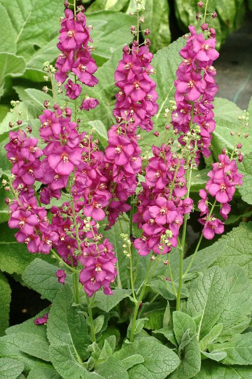 Verbascum 'Royalty'