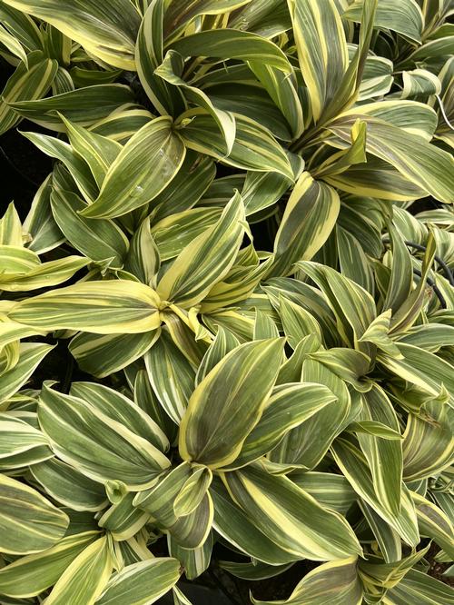 Cordyline terminalis 'Chocolate Queen'