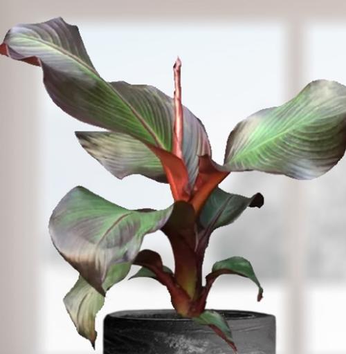 Ensete ventricosum 'Maurelii'