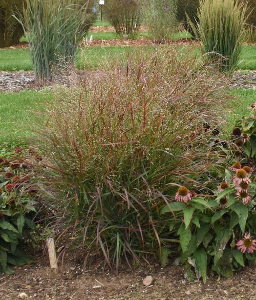 Panicum virgatum 'Red Flame'