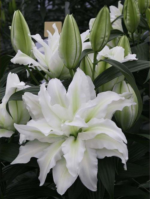Lilium - Oriental Lily Double Flowering 'Roselily™ Aïsha'