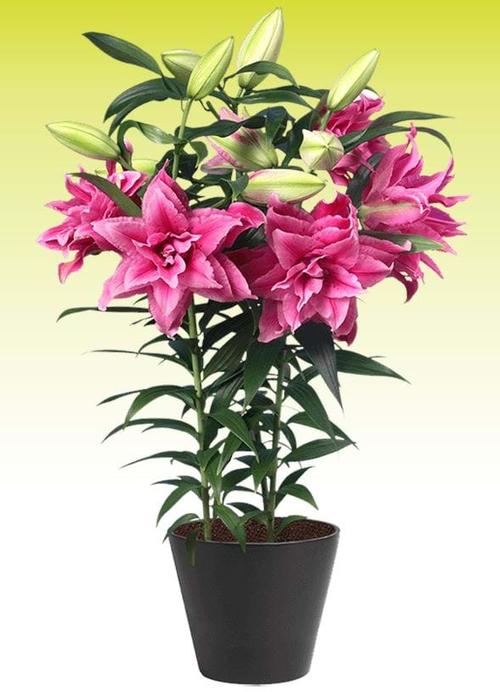 Lilium - Oriental Lily Double Flowering 'Roselily™ Esra'