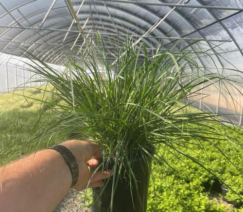 Pennisetum alopecuroides