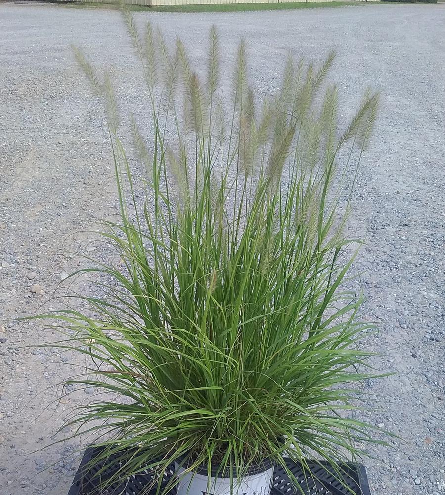 Pennisetum alopecuroides 'Lemon Squeeze'