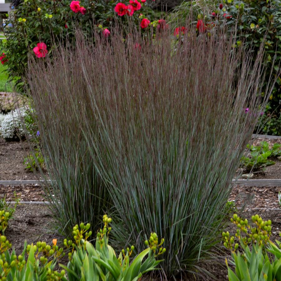 Schizachyrium scoparium 'Blue Paradise'