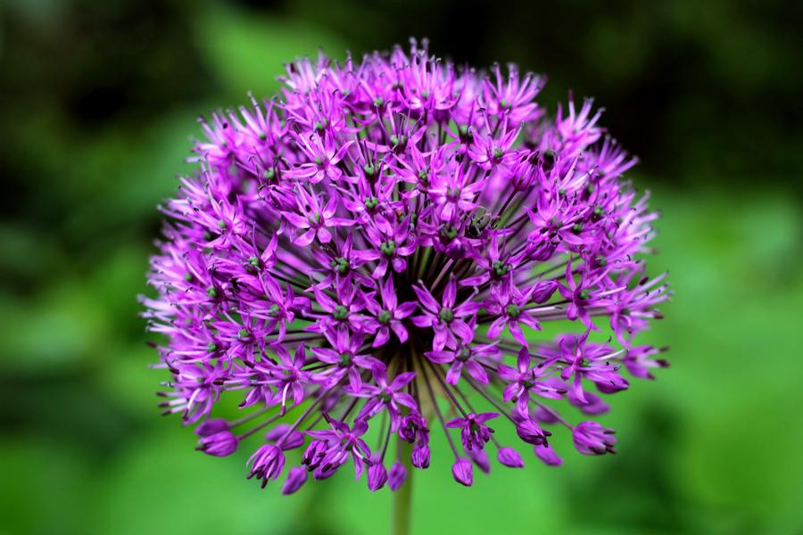 Allium aflatunense 'Purple Sensation'