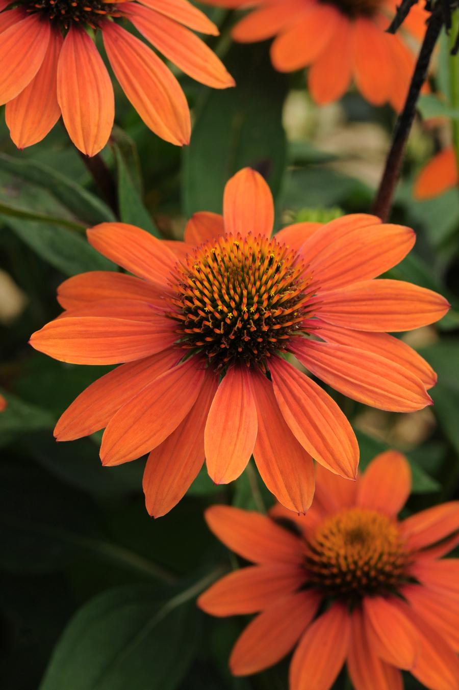 Echinacea 'Sombrero® Adobe Orange'