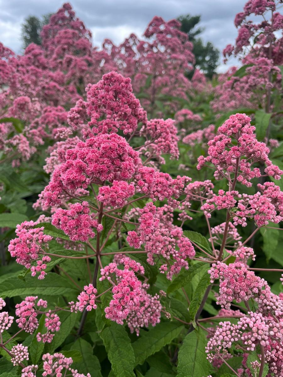 Eutrochium fistulosum 'JoJo'